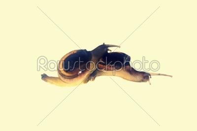 Shiny Glass Snail, Zonitoides nitidus