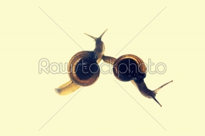 Shiny Glass Snail, Zonitoides nitidus