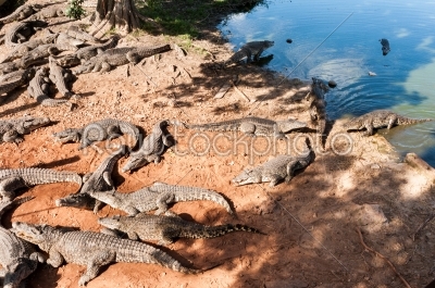 Sleeping crocodiles. Cuba alligator (crocodylus rhombifer)