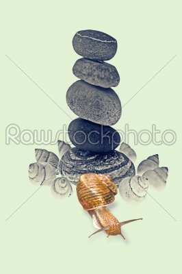 Snail Near Pile of pebble Stones
