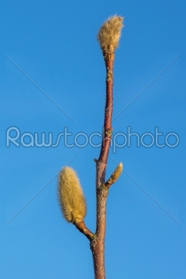 Spring bud on magnolia tree