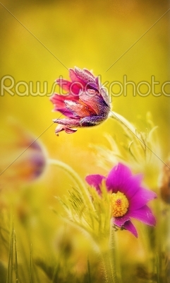 Spring flower. Pasque flower - Pulsatilla patens, Flower Sleep - grass