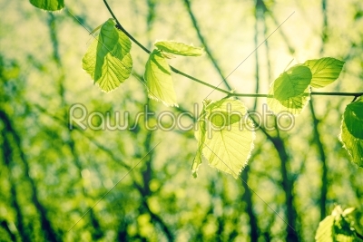Springtime nature with beech leaves