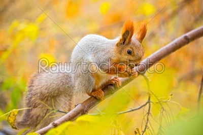 Squirrel eating nut on the branch