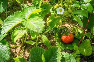 Stawberry in a garden