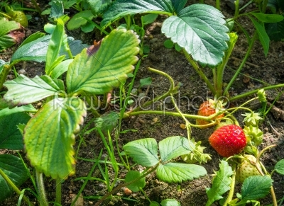 Strawberry plants with a berry