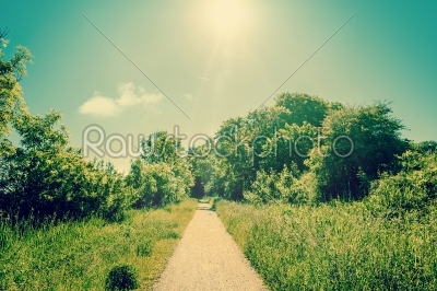 Sunshine over a nature path