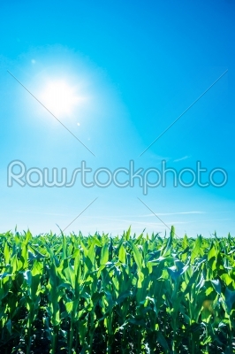 Sunshine over cornfield