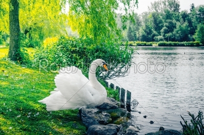 Swan on the shore