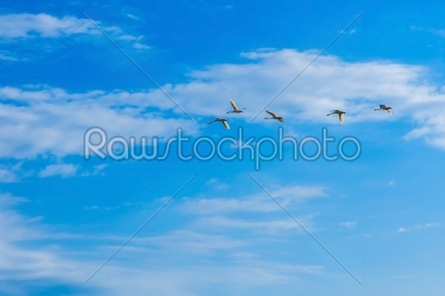 Swans flying in a blue sky with clouds