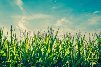 Tall green corn crops