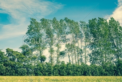 Tall trees on a field with blue sky