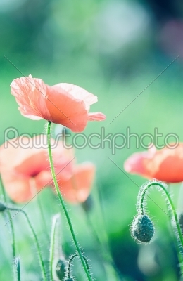 Tender pink poppy with _drop_s on green background closeup