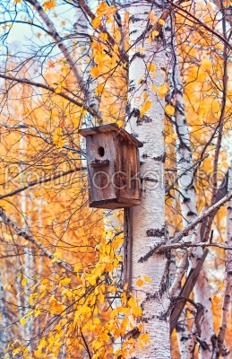 The old bird house on a autumn birch