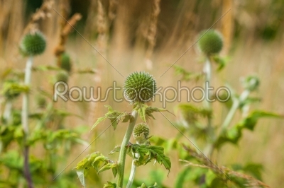 Thistle flowers on a meadow
