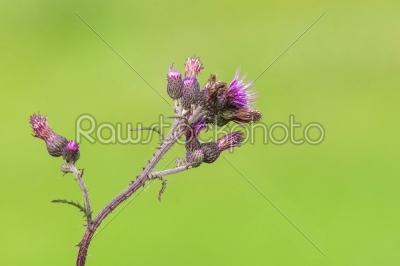 Thistle on a green background