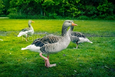 Three geese on green grass