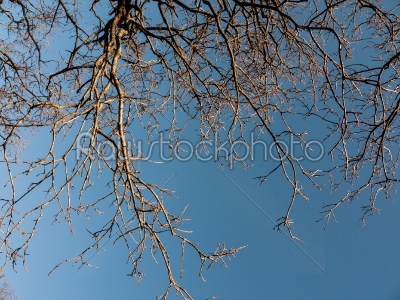 Tree Branches 