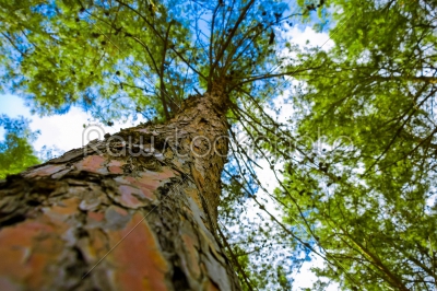 Tree from below