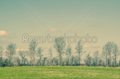 Trees on a green field