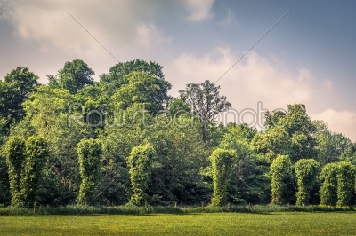 Trees on a row on a field