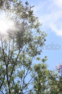trees with sunlight