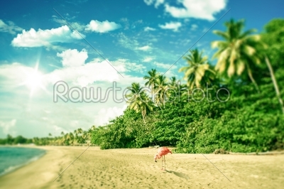 Tropical beach with a flamingo looking for food