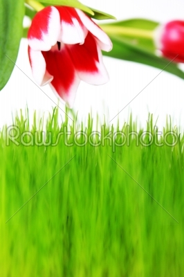 tulip and grass