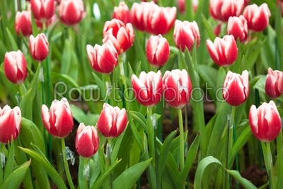 Tulip flower 