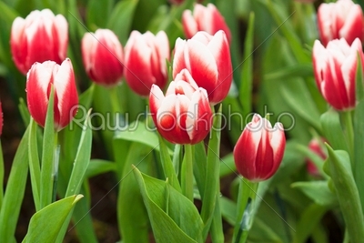 Tulips Bouquet 