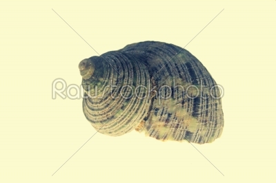 Turbo sparverius shell