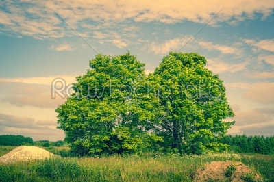 Two green trees on a field