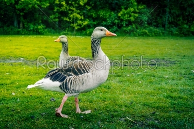 Two wild geese on grass