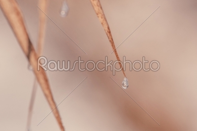 Water _drop_ on a staw