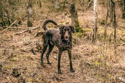 Wet dog in the forest