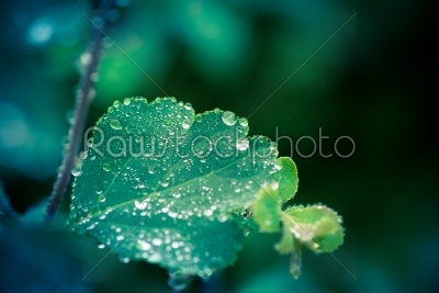 Wet leaf with several rain_drop_s