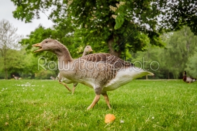 Wild geese in a park