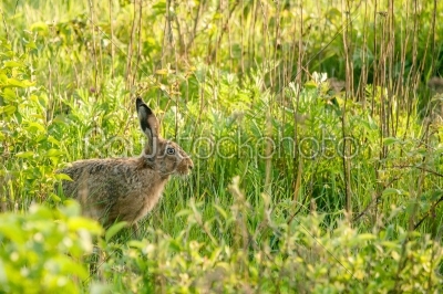 Wild hare in a green garden