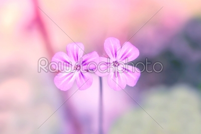 Wildflowers in violet color