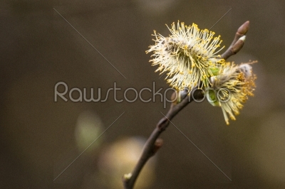 Willow seed in the spring