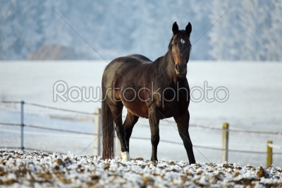 Winter Horse Series