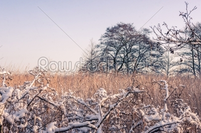 Winter landscape with a tree