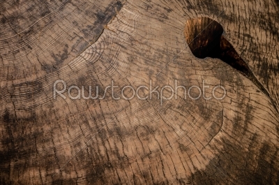 wood Sequoia texture