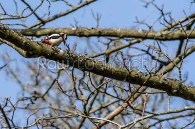 Woodpecker looking for food in a tree
