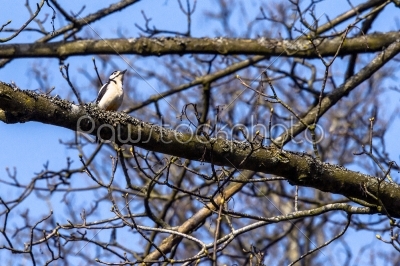 Woodpecker sitting on a branch in a tree