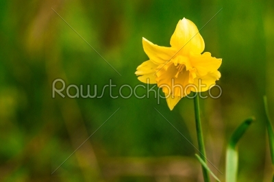 Yellow daffodil on green background