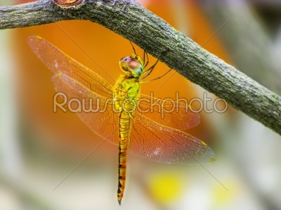 Yellow Dragonfly siting on a twig 