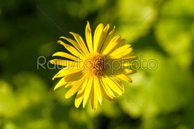 Yellow marguerite isolated on green background