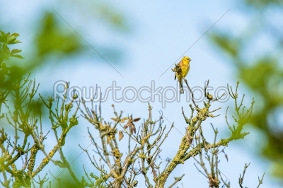 Yellowhammer in the top of a tree