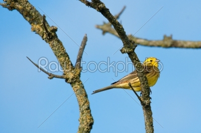 Yellowhammer sitting on a branch